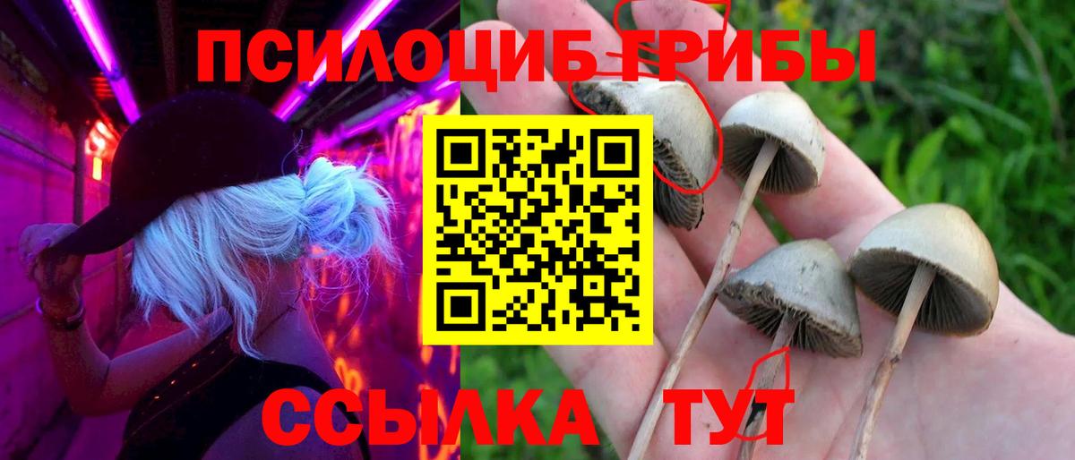 Тимашёвск  Псилоцибиновые грибы мицелий  Вход с VPN 